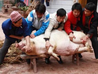 专家说:农村杀年猪违法 这是真的吗？